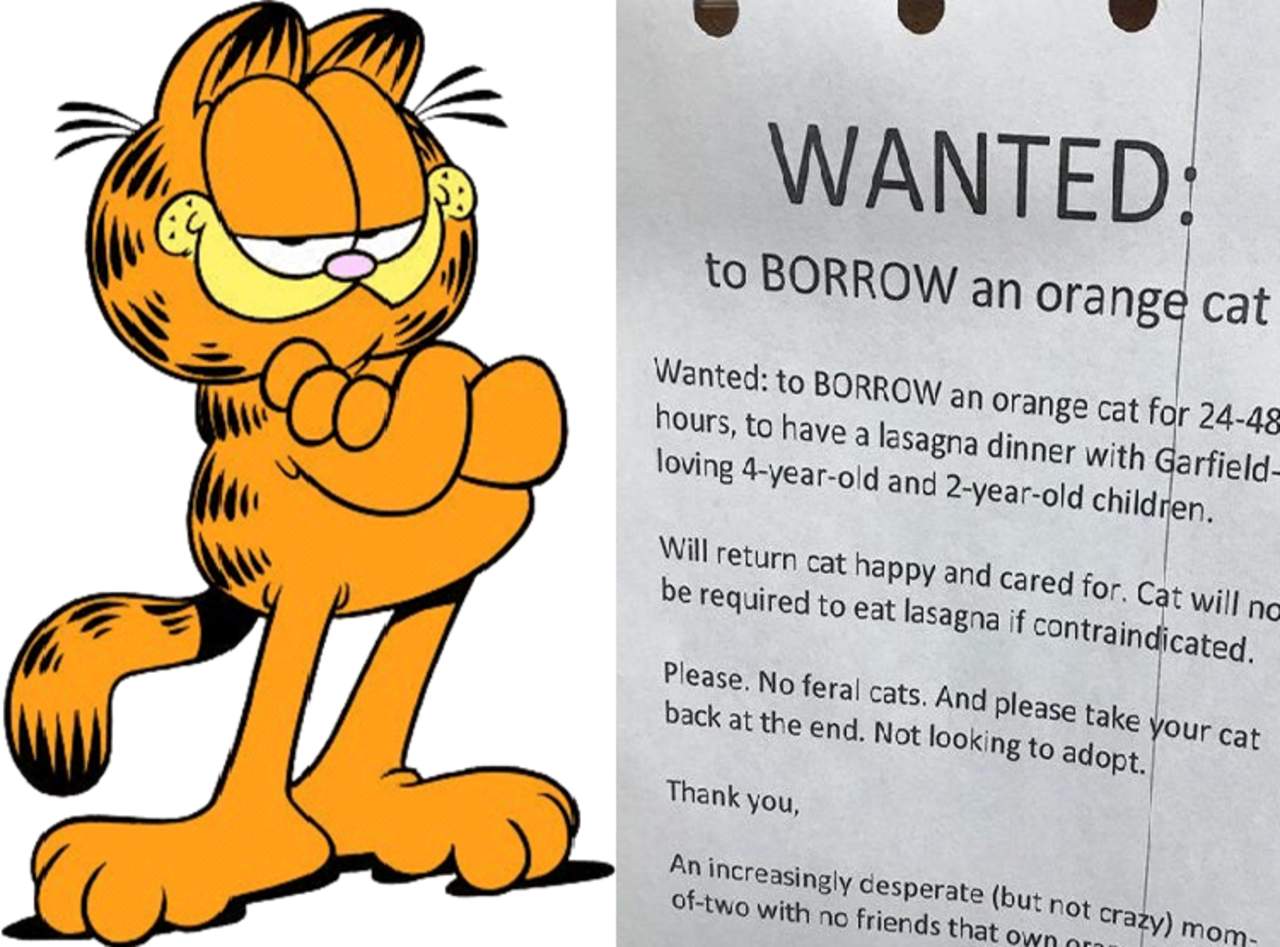 Buscaba un gato naranja y su publicación se vuelve un éxito