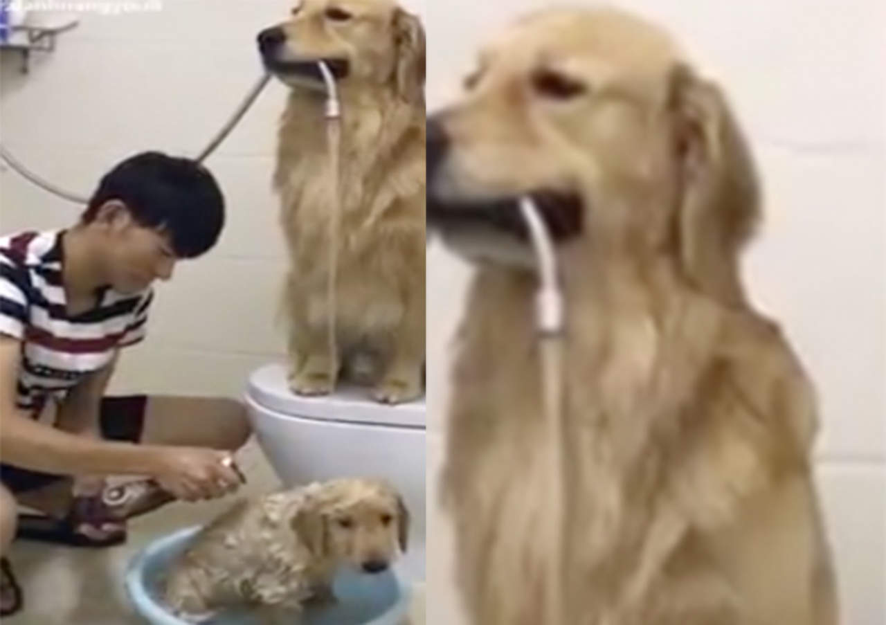 Adorable Golden Retriever ayuda a bañar a su cachorro