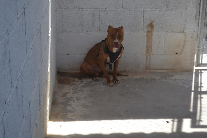 Abren investigación tras muerte de perro en hotel de mascotas en Torreón
