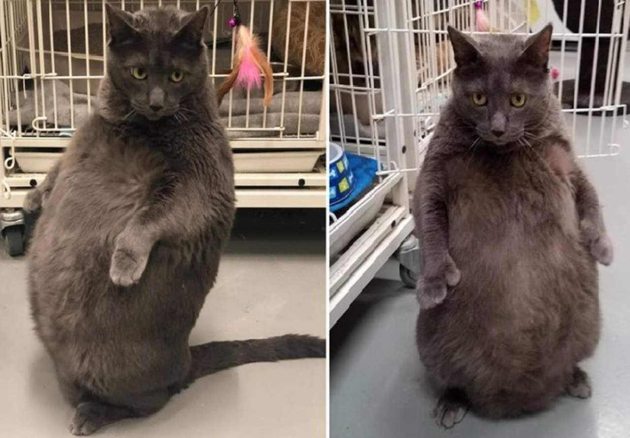 Gato obeso que se sienta en dos patas gana sorpresiva fama