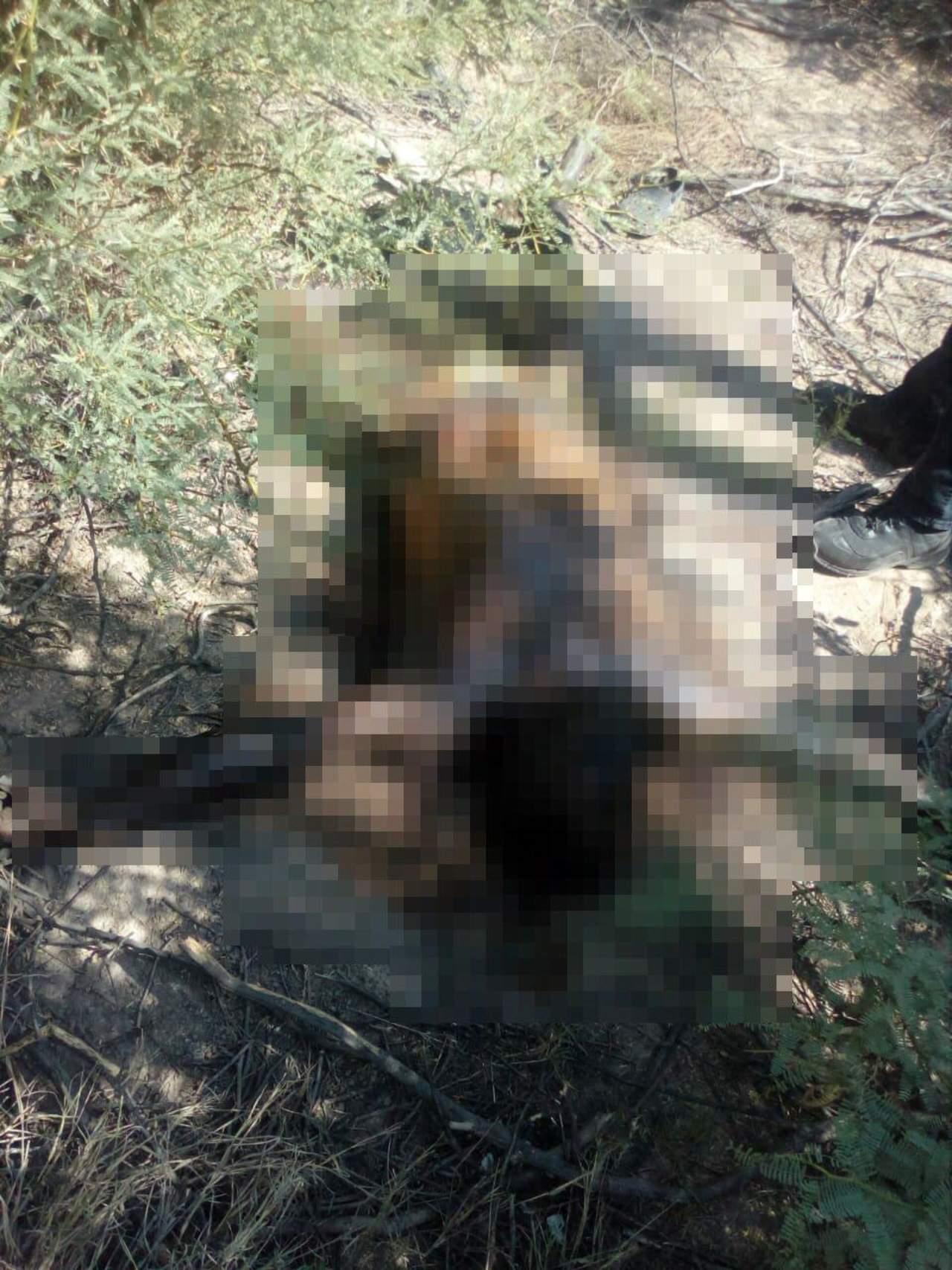 Encuentran cuerpo putrefacto en Torreón