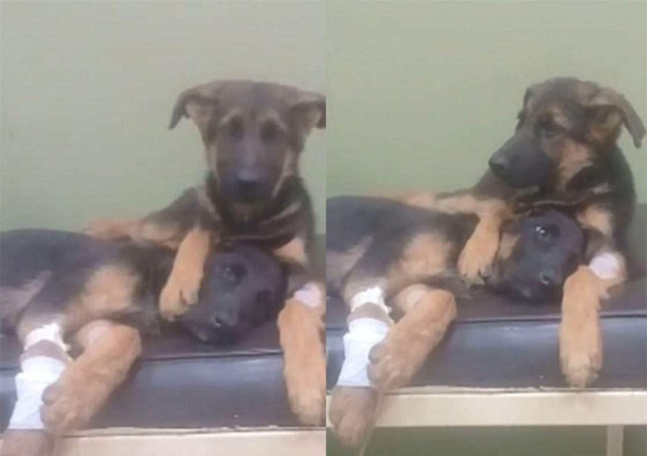Cachorro conforta a su hermana en el veterinario