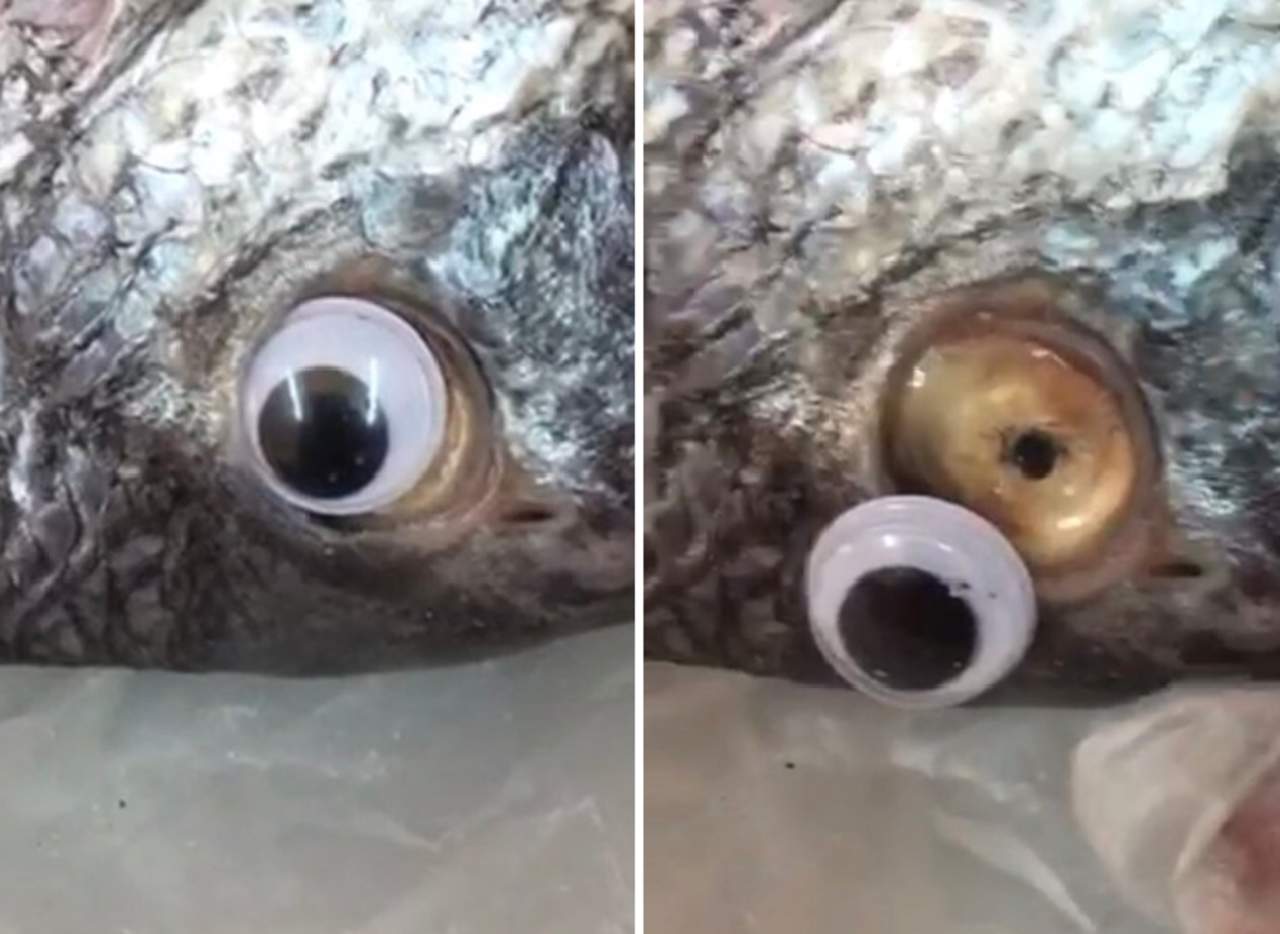 Venden pescado con ‘lentes de contacto’ que cubran su mal estado