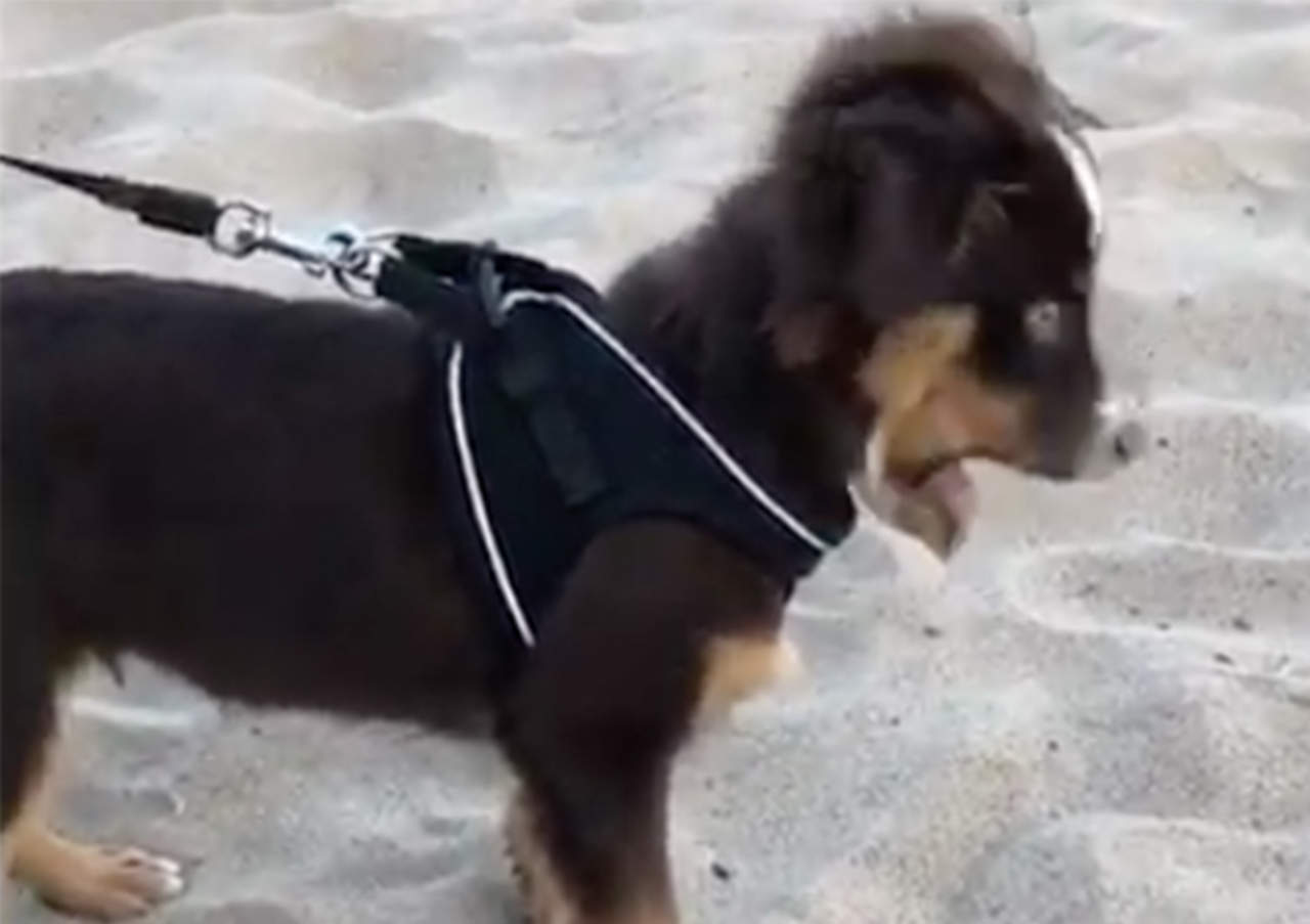 La reacción de cachorro al probar arena se hace viral