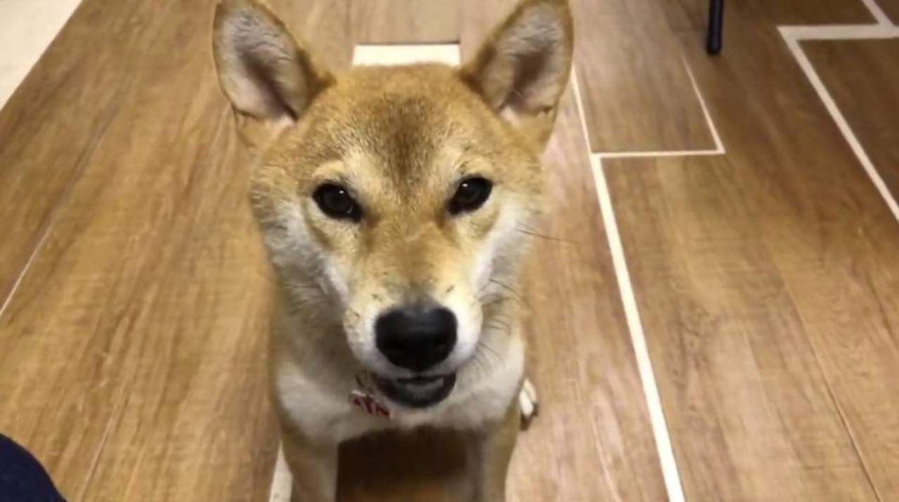 VIRAL: Perro sorprende en redes por 'hablar' en japonés