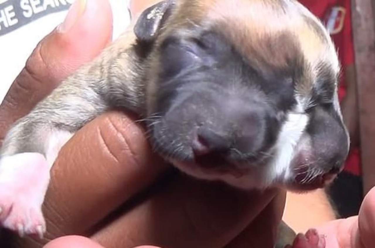 VIRAL: Nacimiento de perro con dos cabezas provoca conmoción