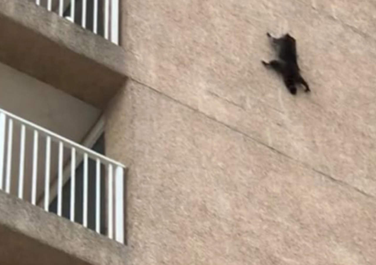 El mapache que se lanzó desde un noveno piso y no murió