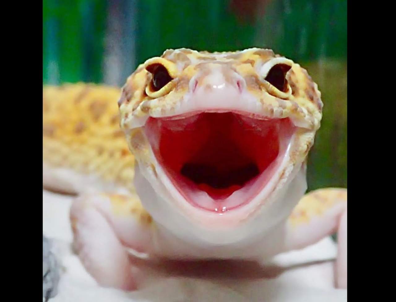 VIRAL: La sonrisa de este gecko está conquistando en redes