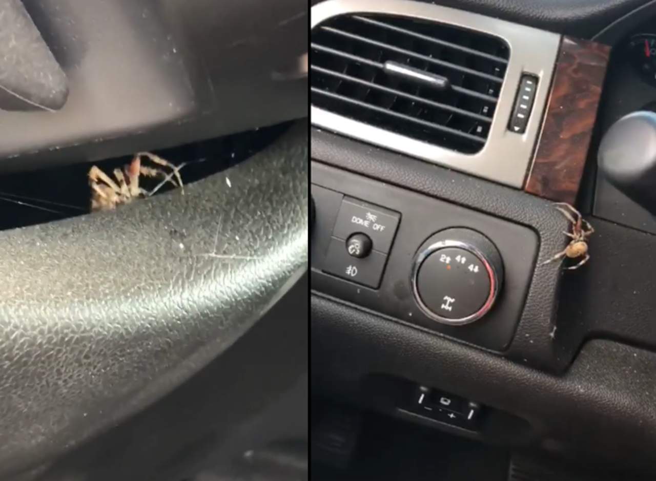 Reacciona histérica cuando una araña entra a su auto