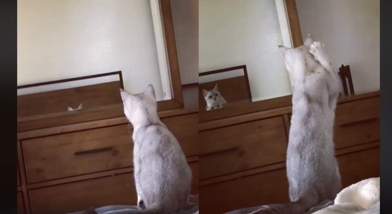 VIRAL: La reacción de un gato al percatarse que tiene orejas