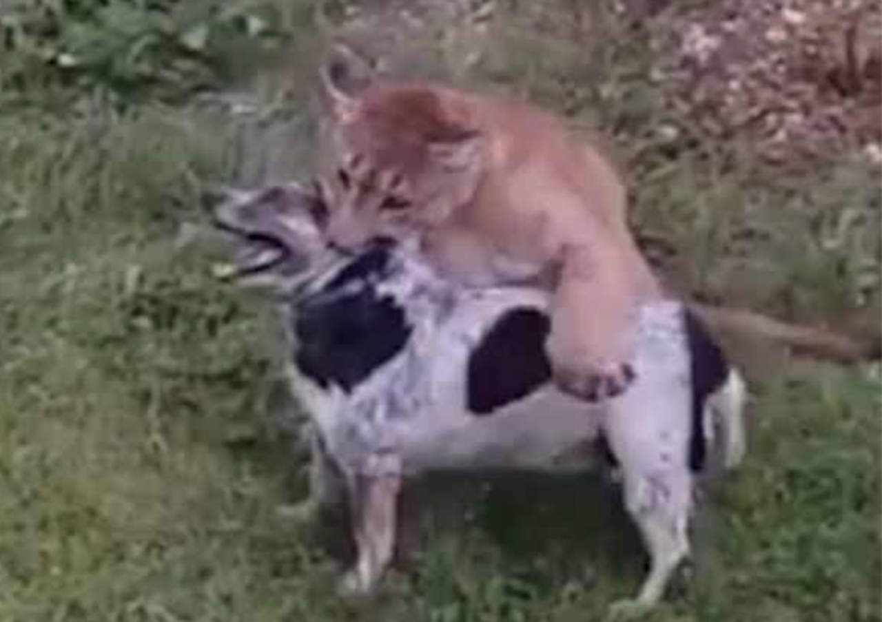 VIDEO: Puma toma por el cuello a canino en zona residencial