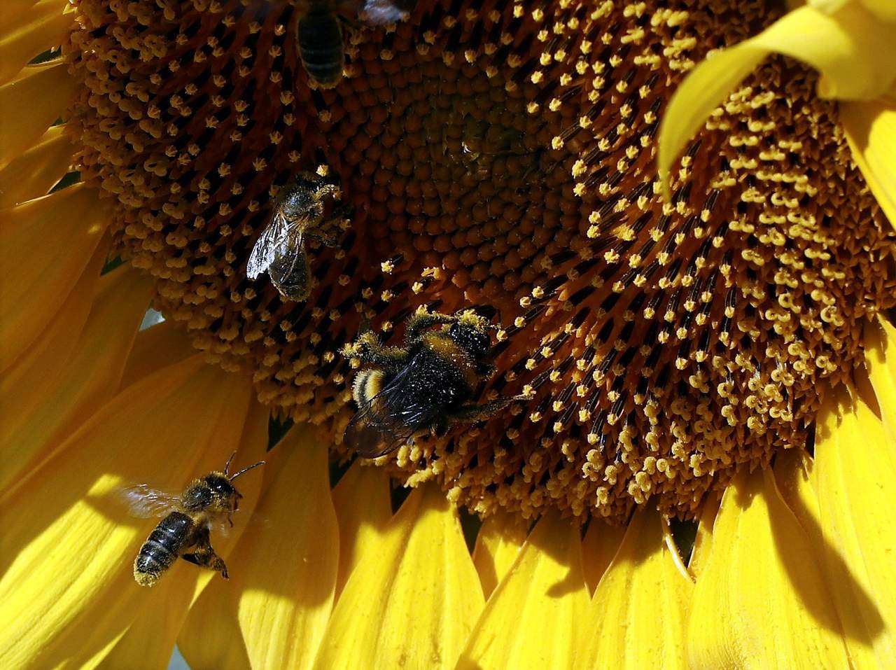 Riesgos por reducción de la población de abejas