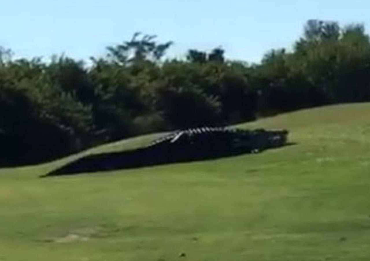 Captan a monstruoso cocodrilo en campo de golf