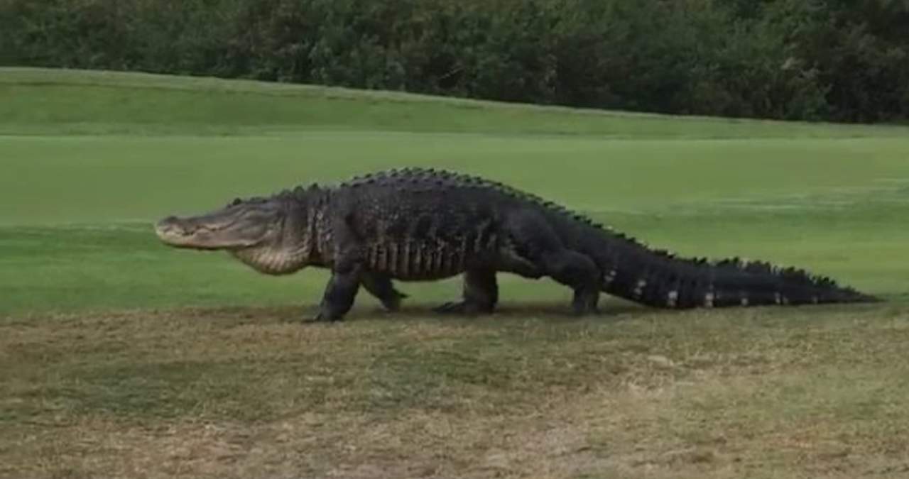 VIRAL: Reaparece cocodrilo de casi 5 metros en campo de golf