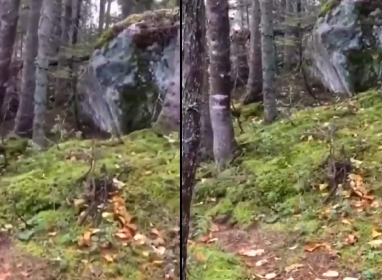 Sorprende video de bosque que parece ‘respirar’