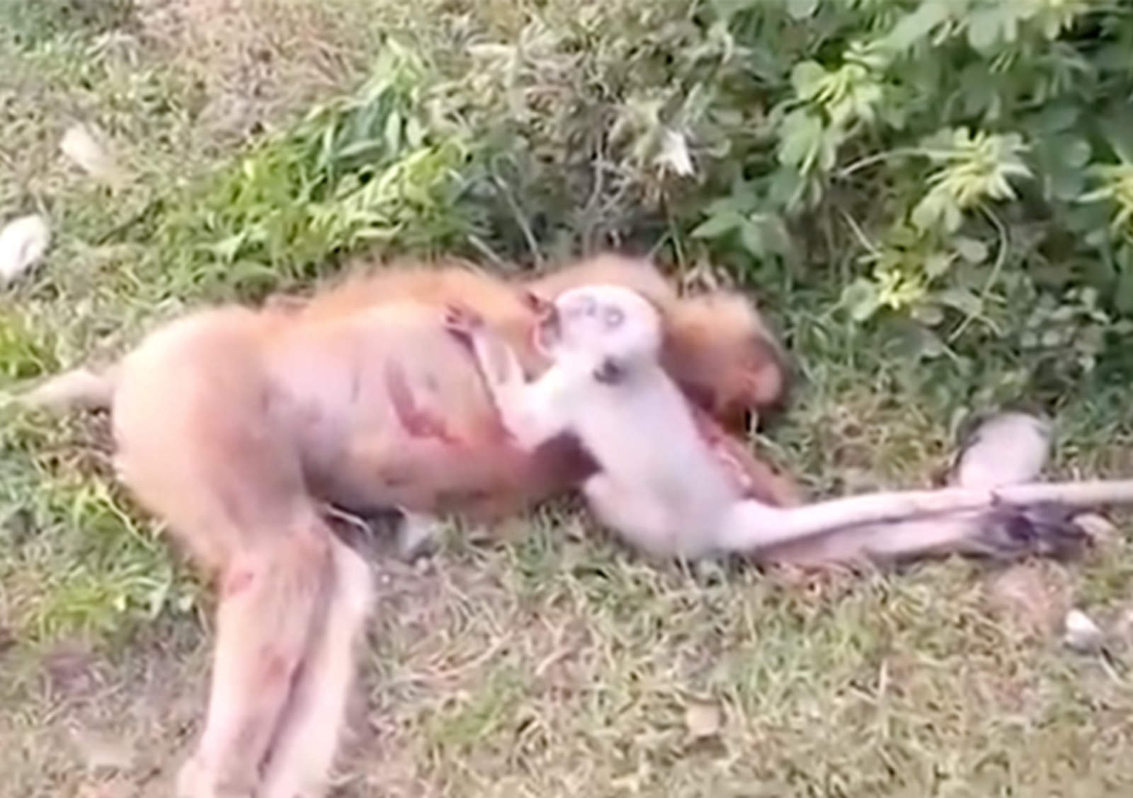 Mono bebé intenta revivir a su madre atropellada