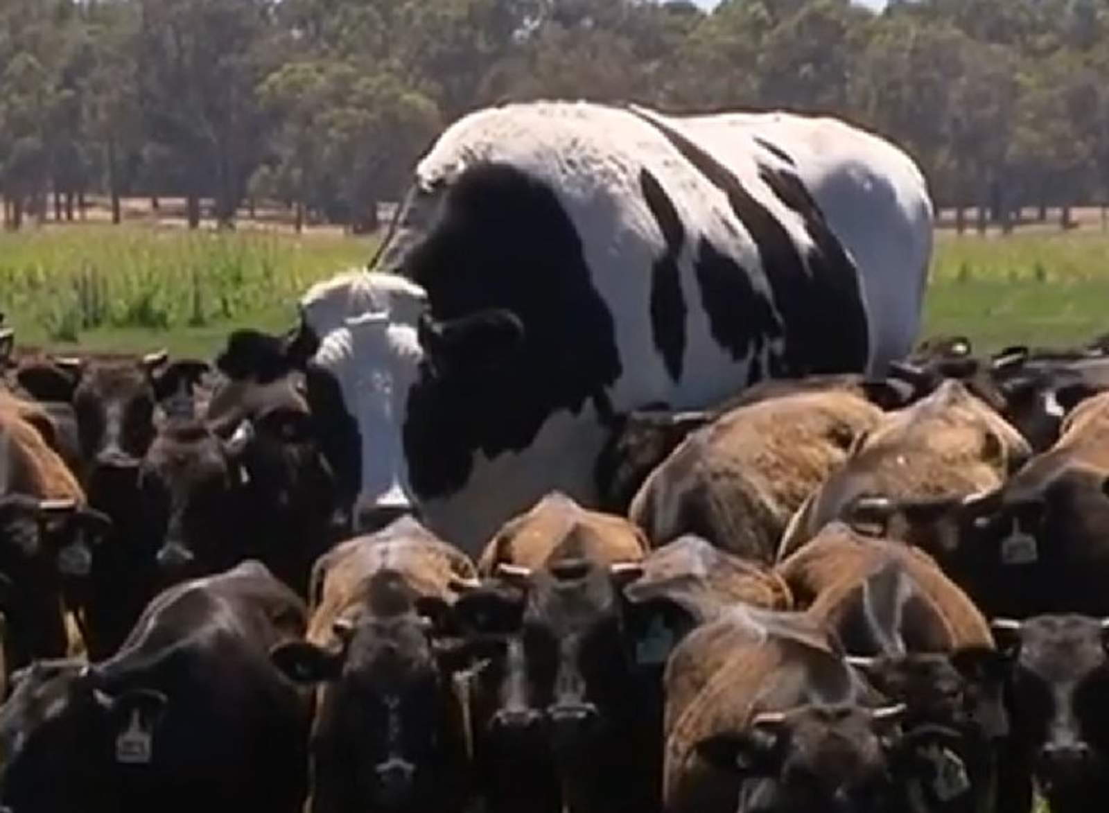La vaca ‘gigante’ que sorprende al mundo