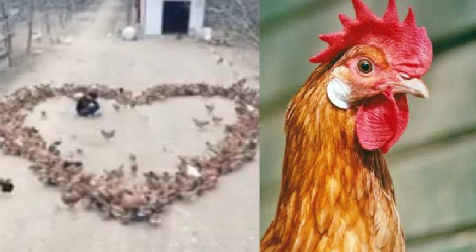 VIRAL: Declara su amor con cientos de pollos