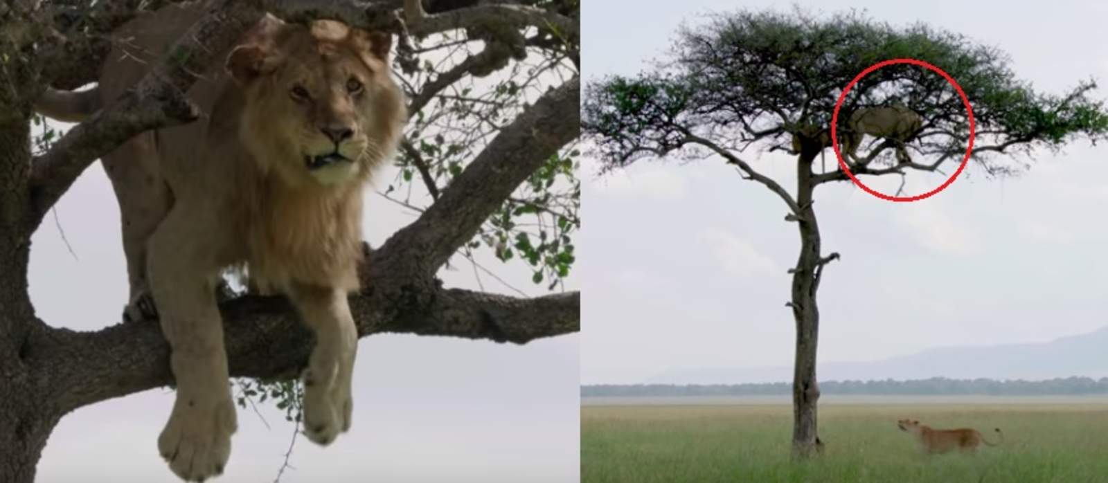 VIRAL: León queda atrapado en lo alto de un árbol