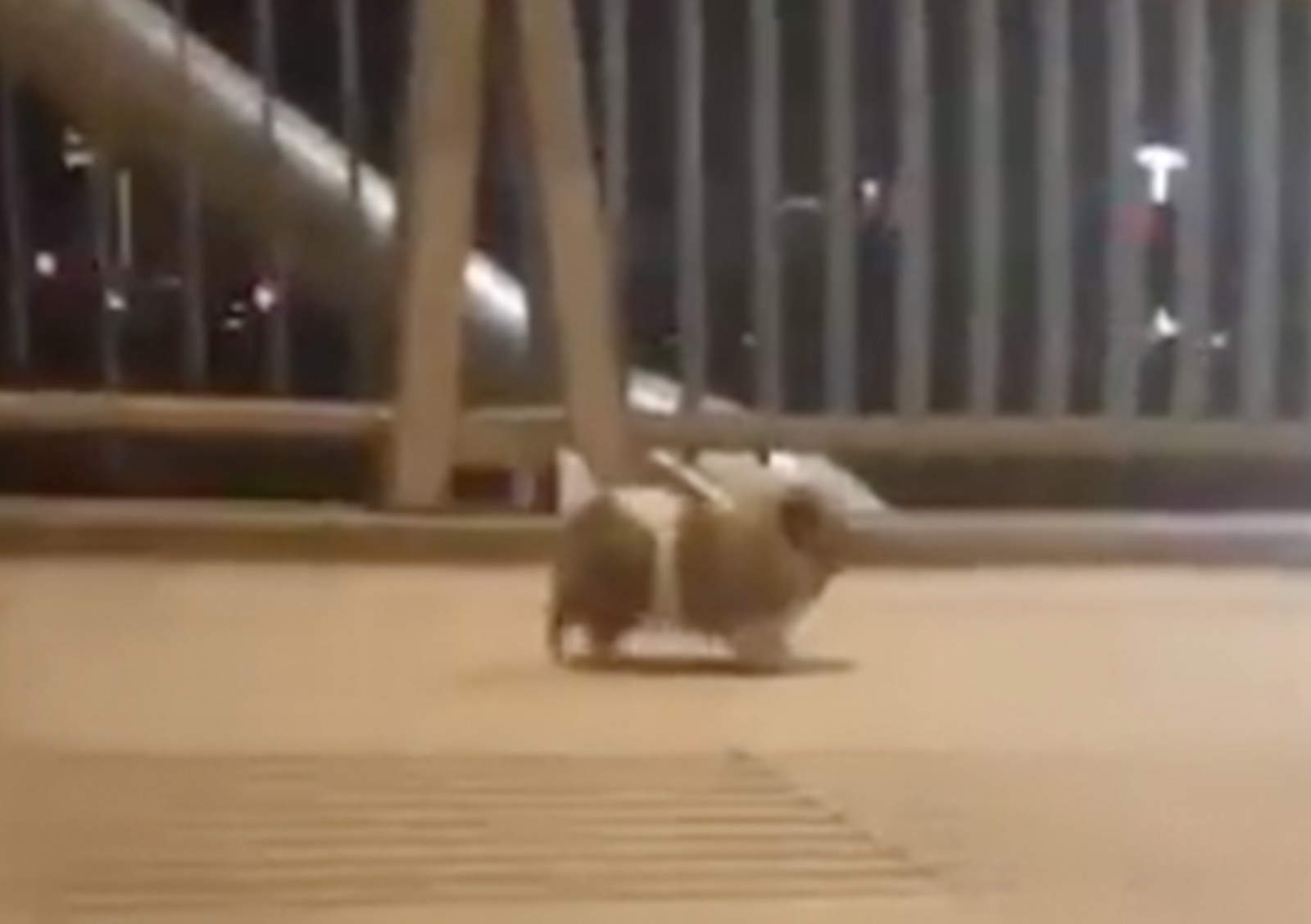 Pomeranian cautiva con su cómica manera de caminar