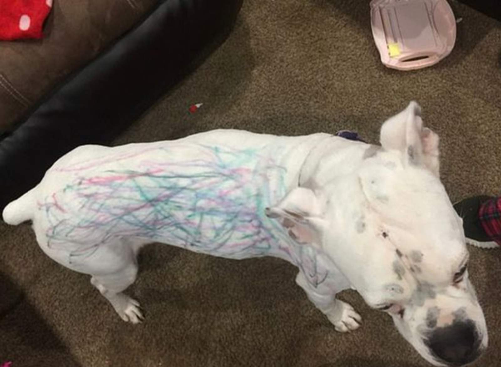 Niña usó a su perro como lienzo para dibujar