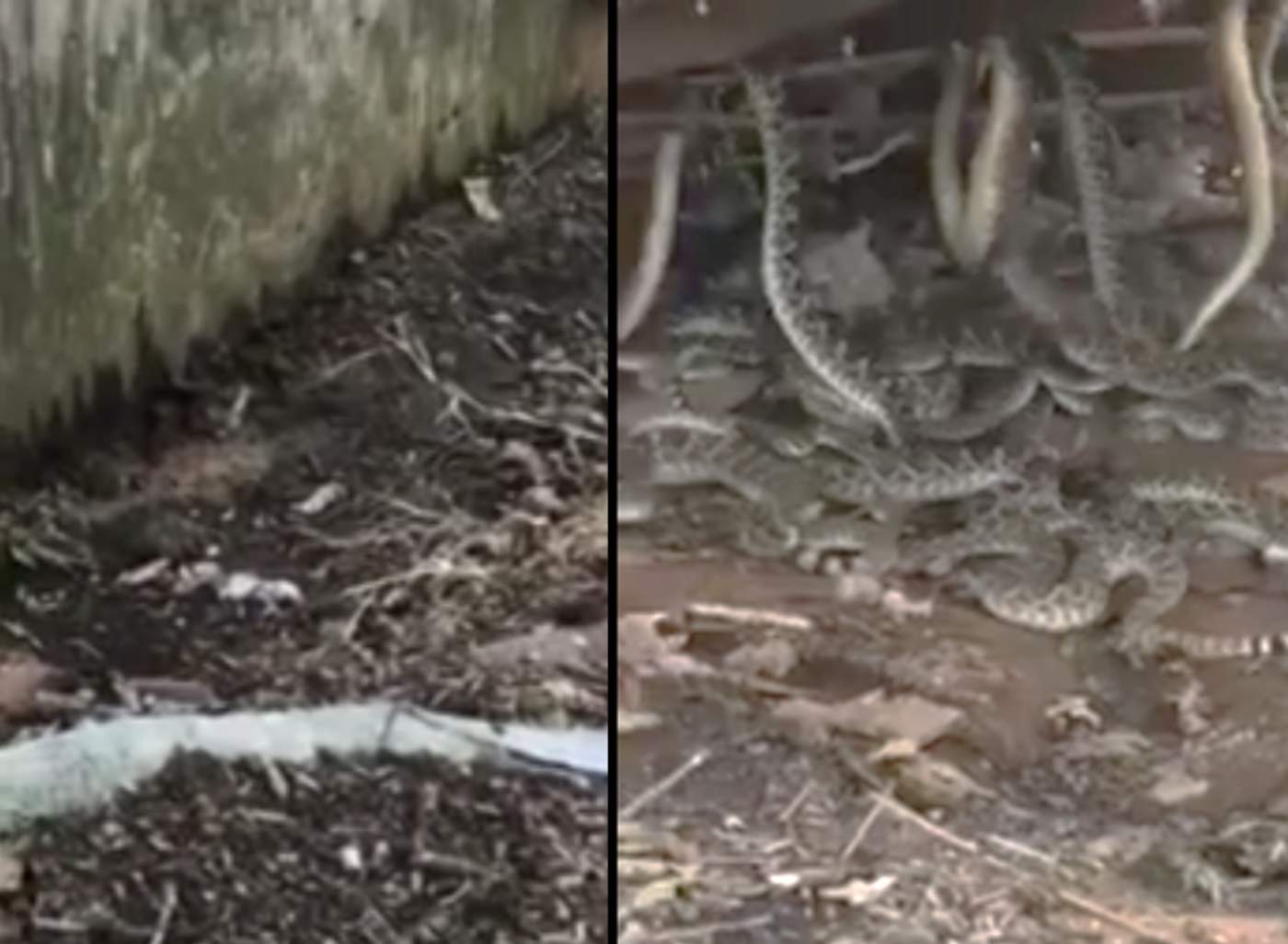 Encontraron 36 serpientes escondidas bajo una choza