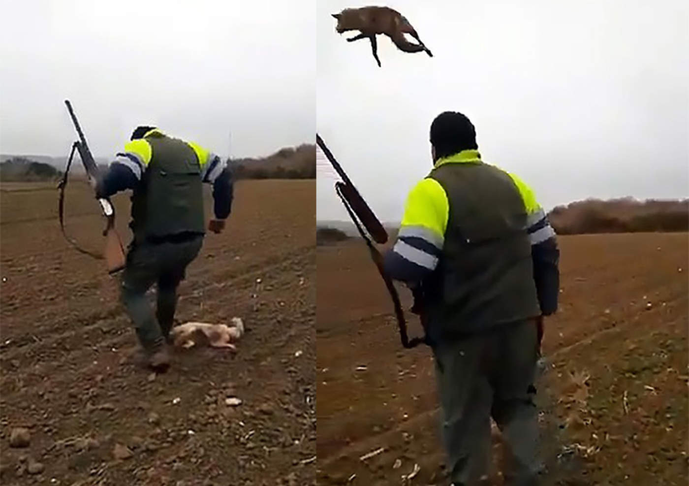Cazador agrede brutalmente a zorro antes de matarlo