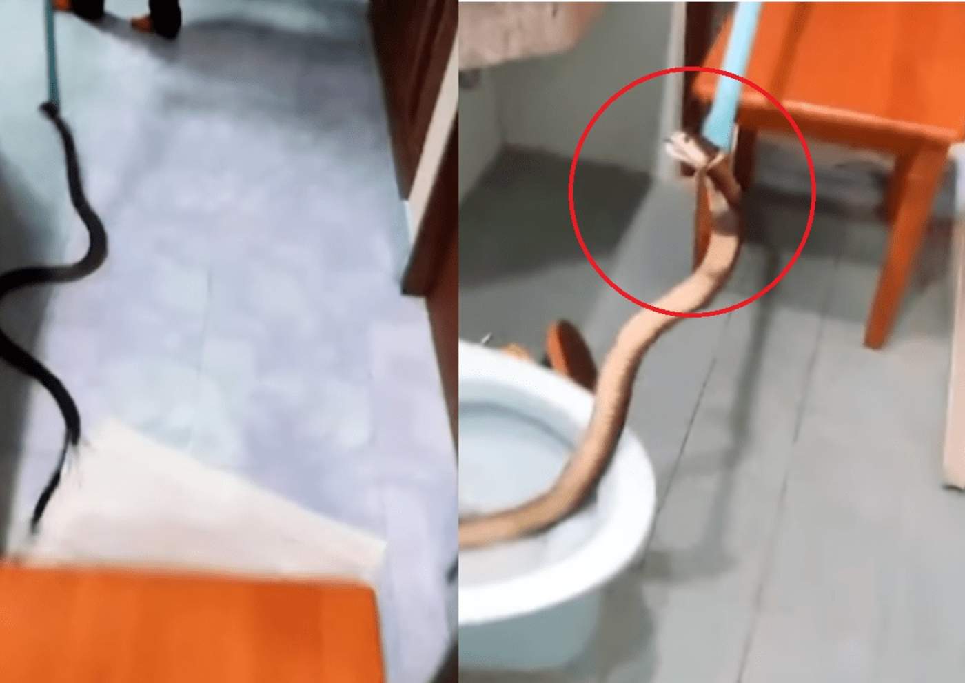 VIRAL: Sacan una cobra de más de un metro de un inodoro