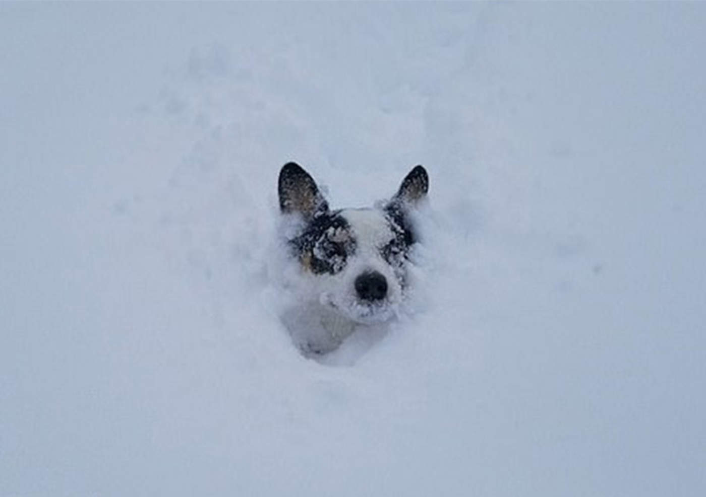 VIRAL: Tierno Corgi es captado jugando bajo la nieve