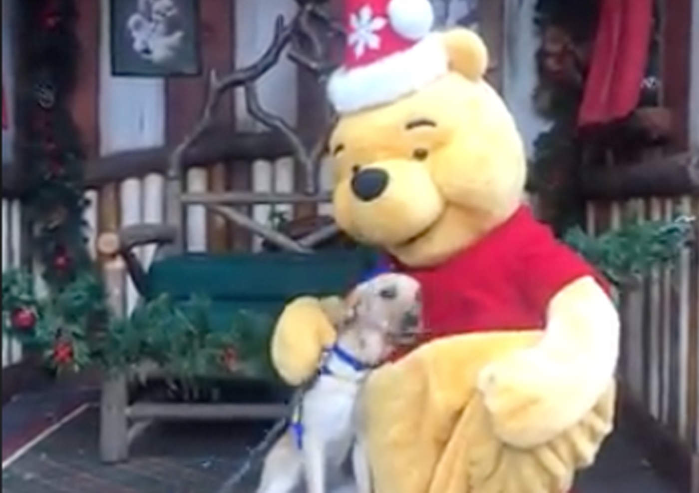 La tierna reacción de un canino al conocer a Winnie Pooh