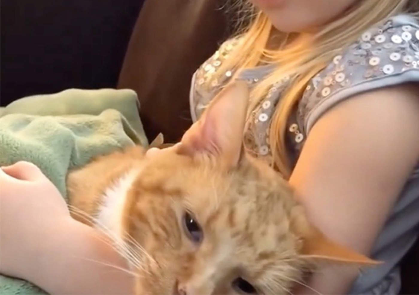 VIRAL: Le canta por última vez a su gatito antes de morir