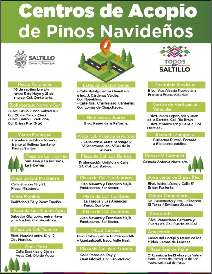 Disponen 30 centros de acopio para pinos navideños en Saltillo