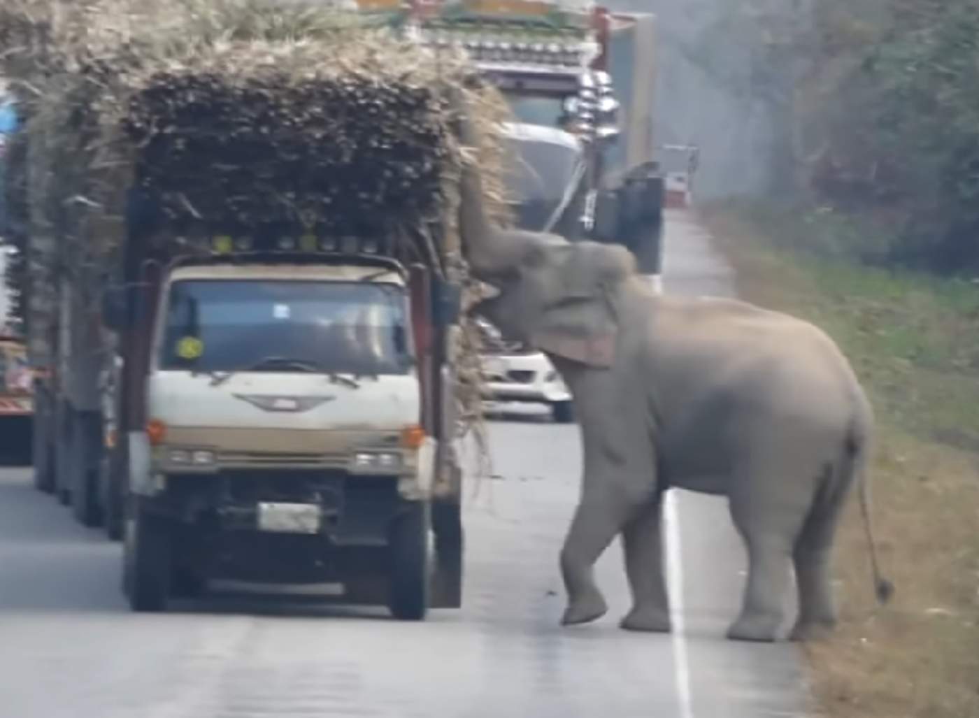 Elefante detiene el tráfico para comer de un camión
