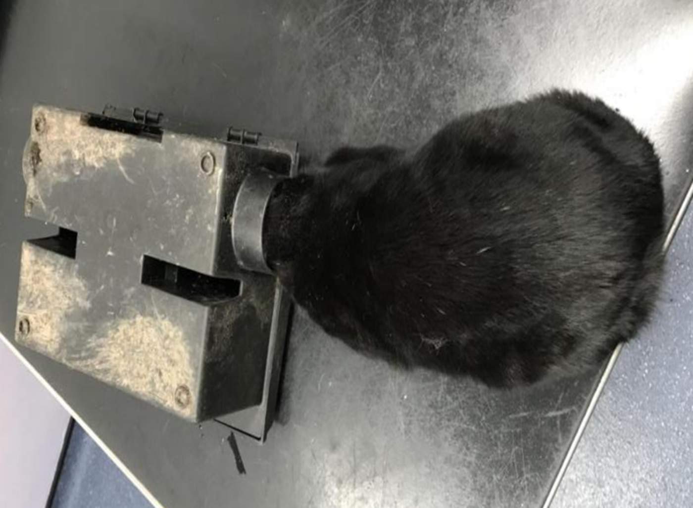 Ayudan a un gato atrapado en trampa para ratas