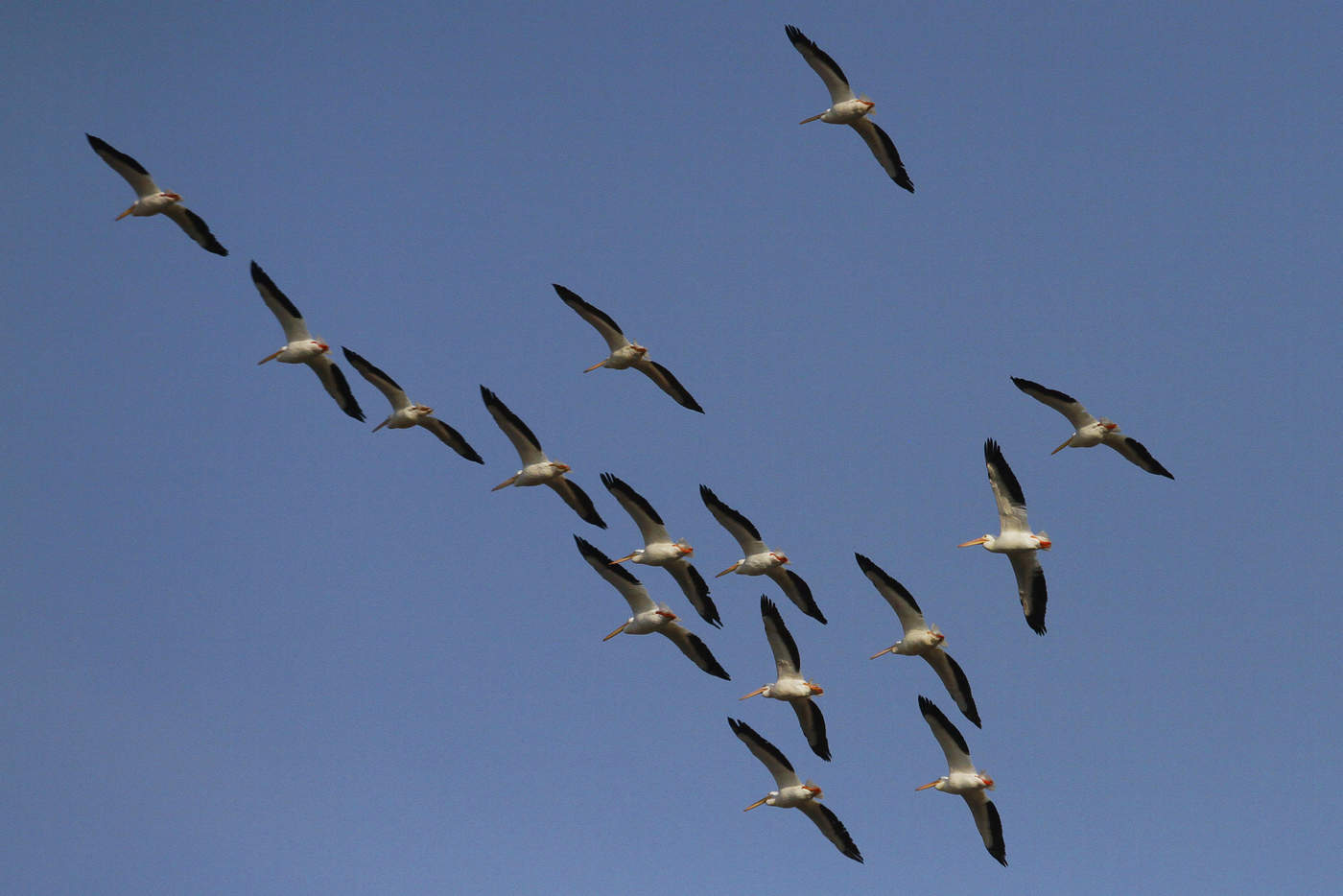 Aves darían pistas claves sobre cambio climático