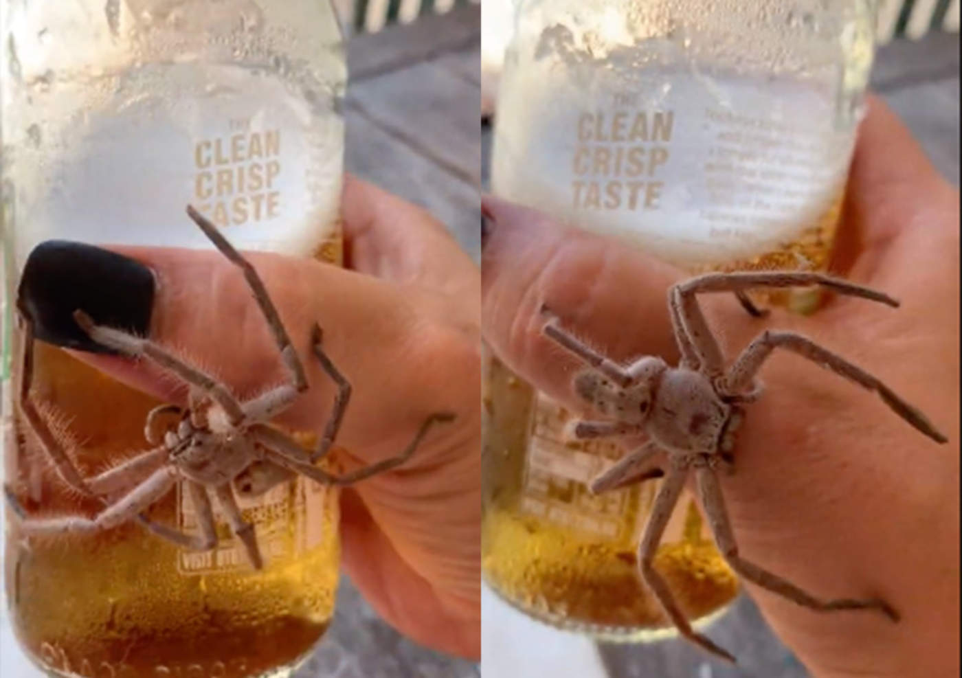 Enorme araña la sorprende mientras tomaba una cerveza