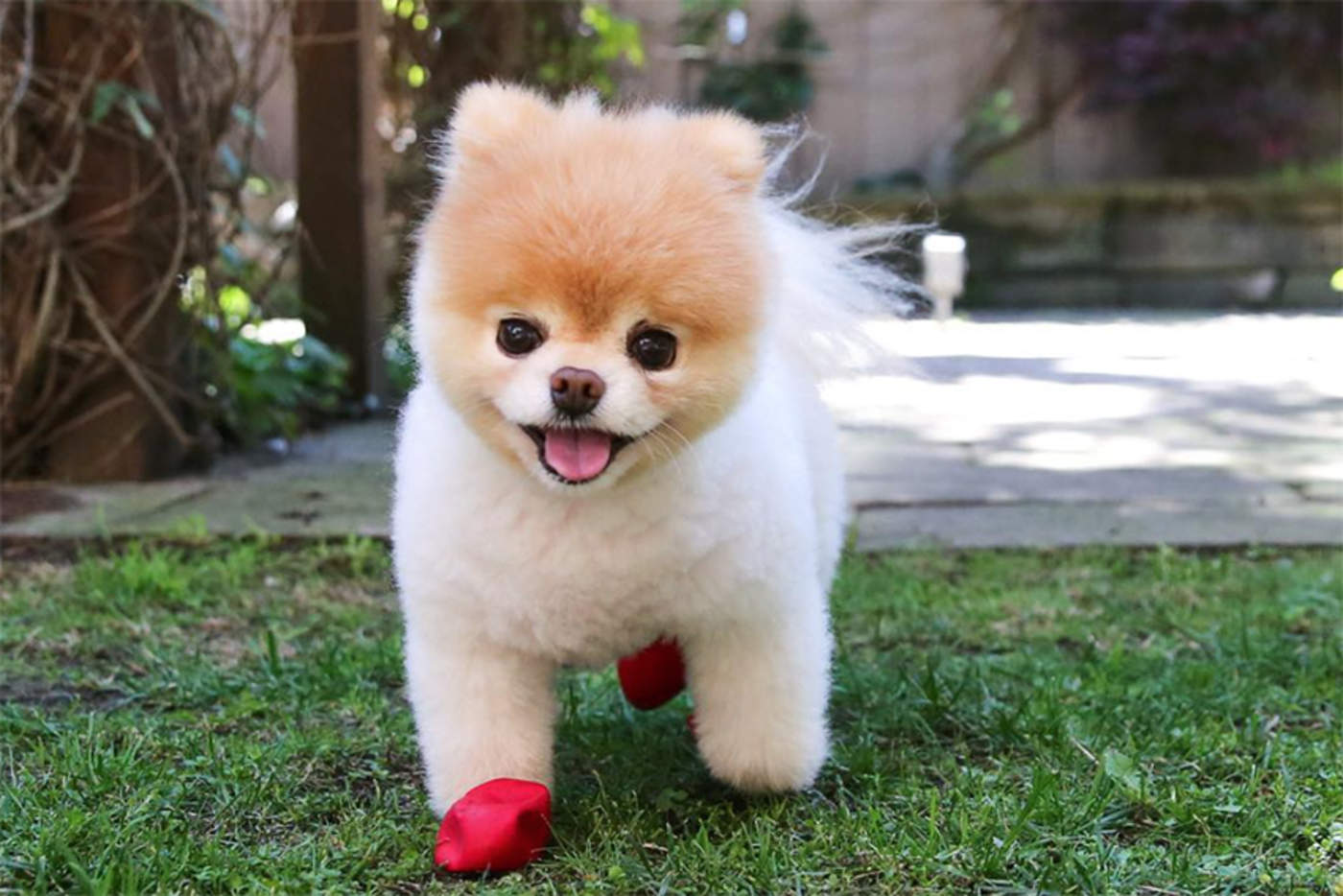 Falleció Boo, 'el perro más lindo del mundo'