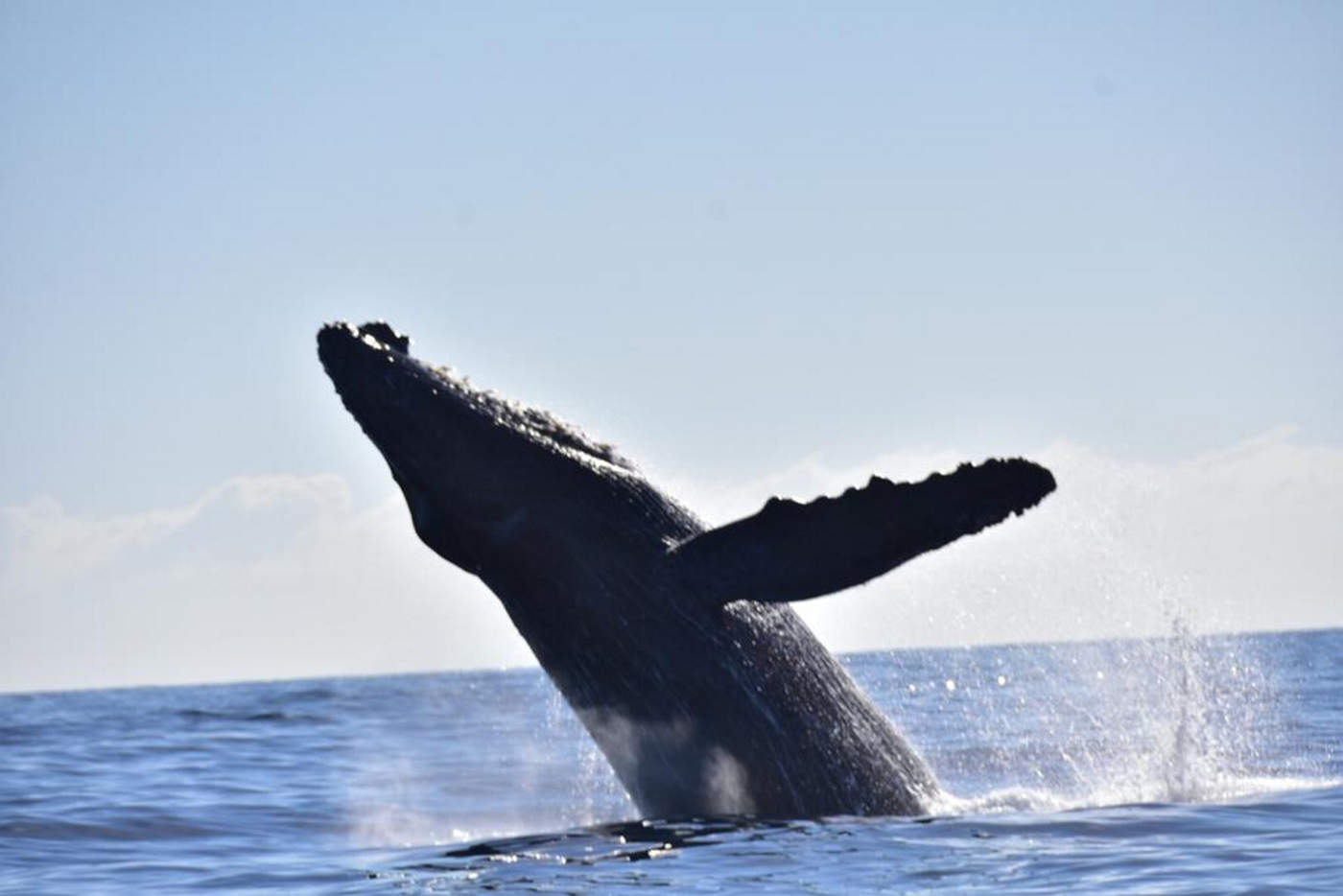 Inicia temporada de avistamiento de ballenas en Los Cabos