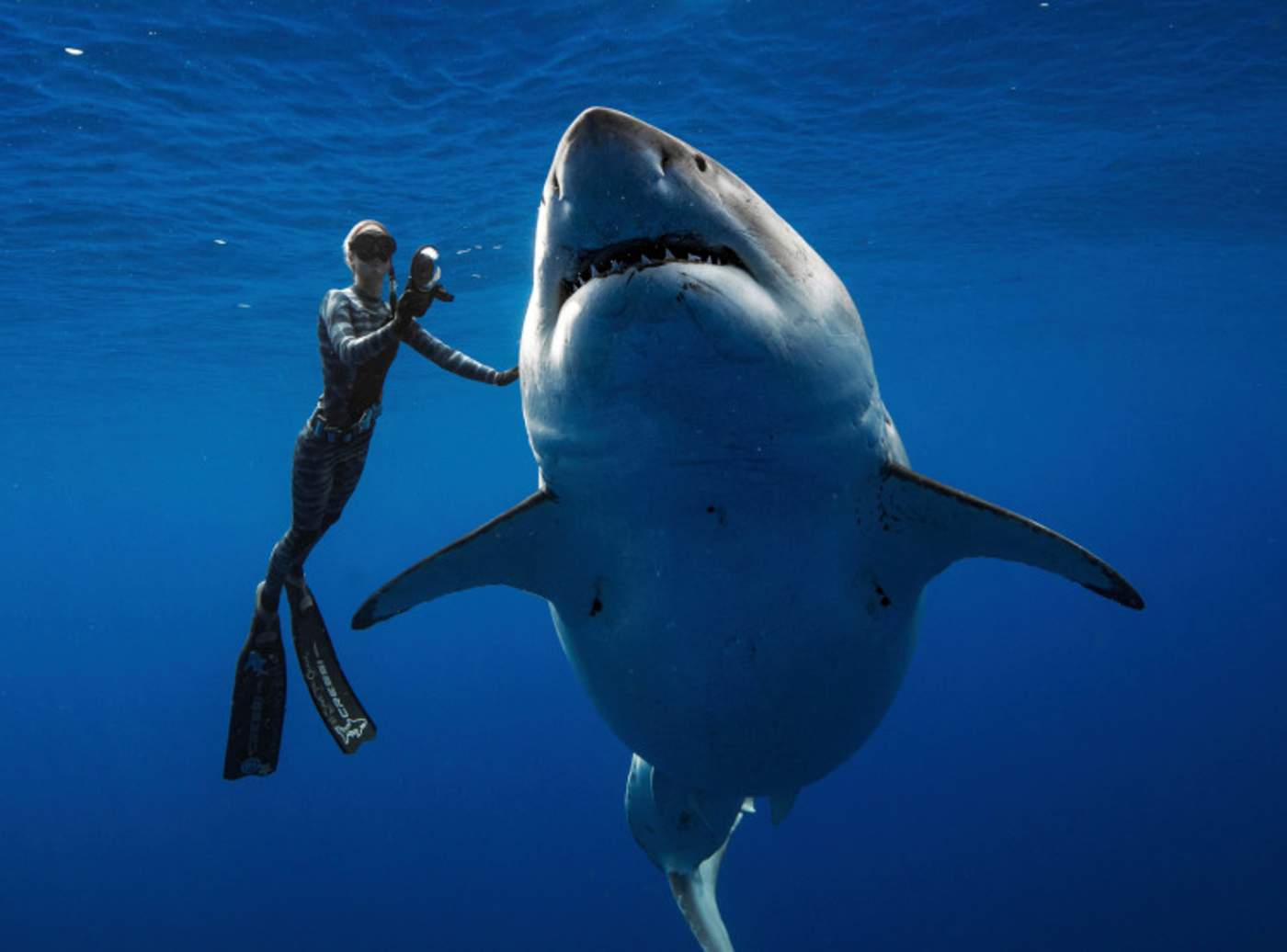 Increíble foto con un tiburón blanco se hace viral