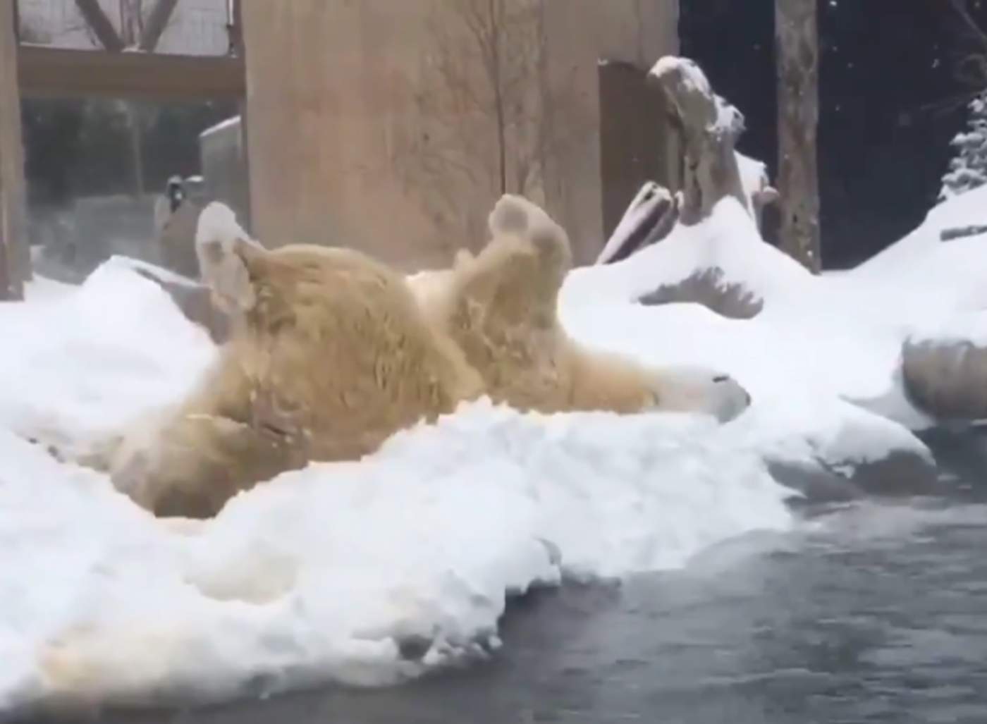 Encantador oso polar juega en la nieve en zoológico
