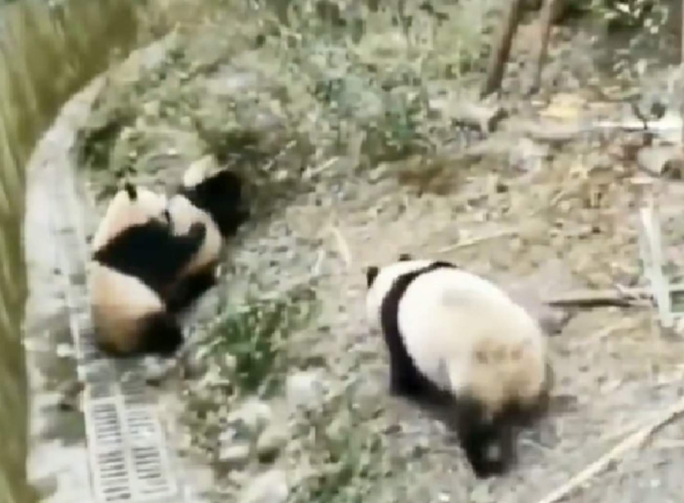 Manzanas detienen una pelea entre dos pandas
