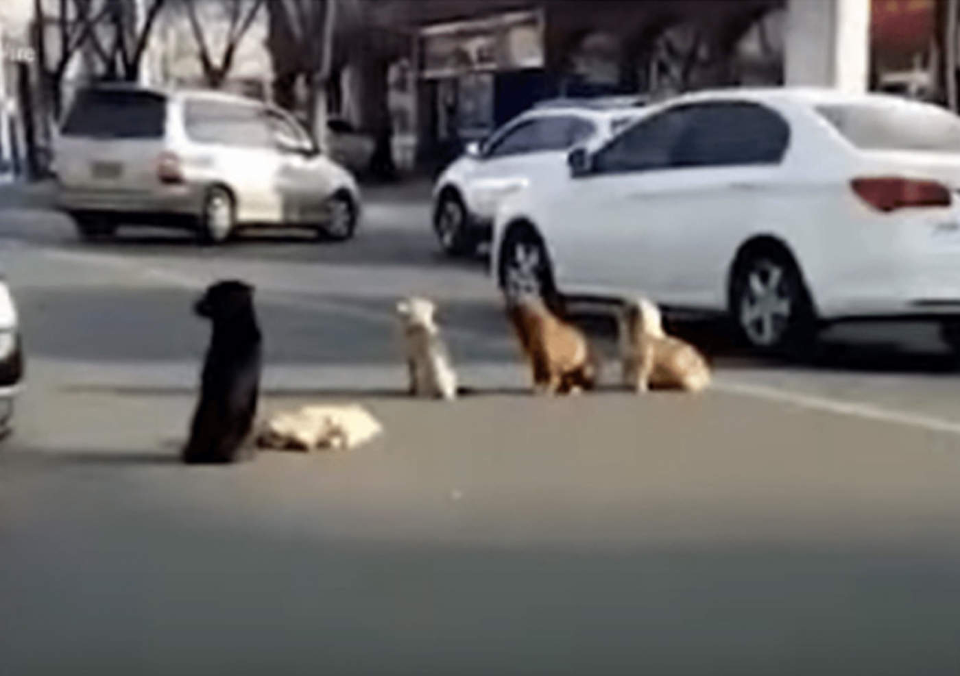 Perros bloquean calle para proteger cadáver de su amigo