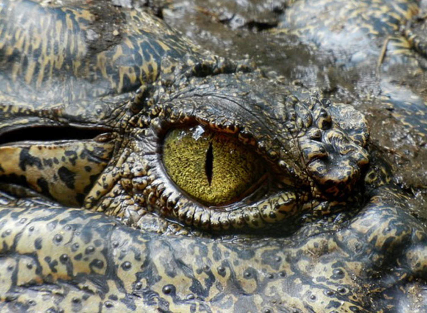 VIDEO: Así sobreviven los cocodrilos en lagos congelados