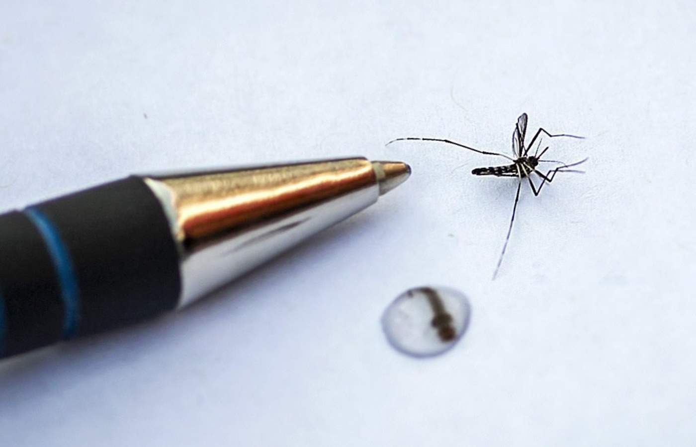 Investigan en Coahuila reproducción y control del mosquito Aedes aegypti