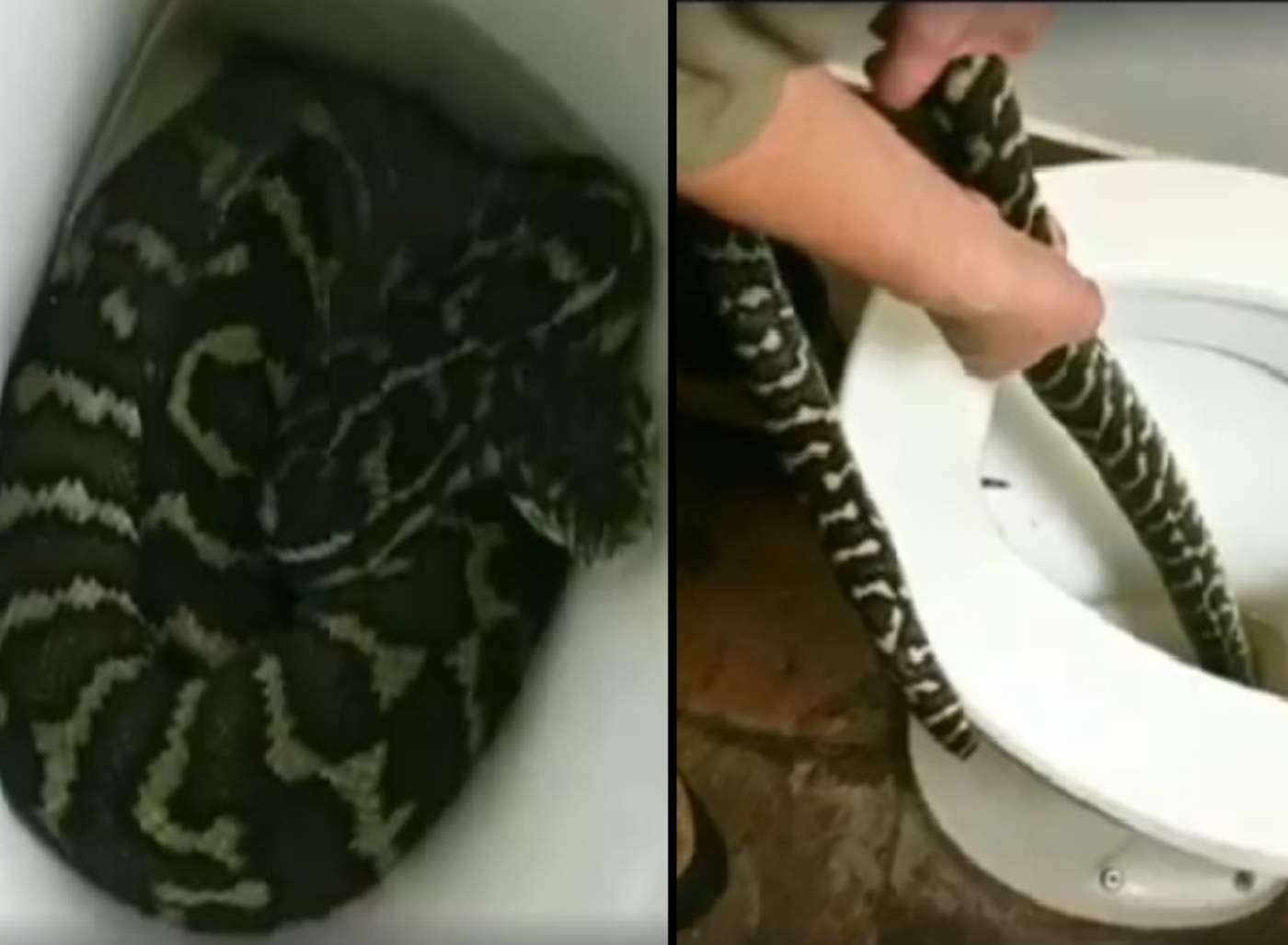 Mujer fue mordida por serpiente que salió de su inodoro