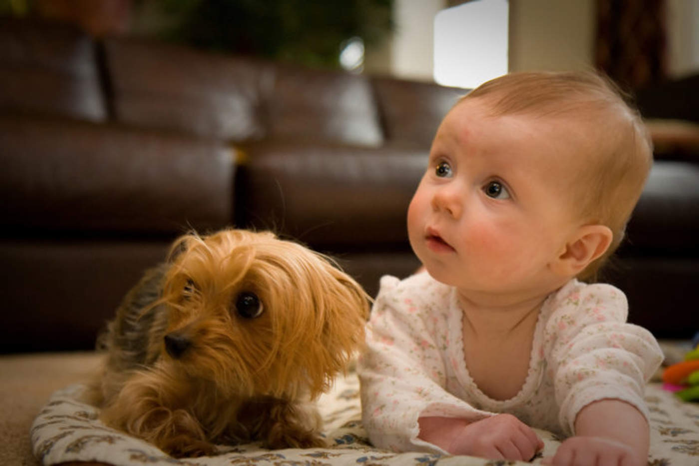 Bebés con mascotas, menos alérgicos