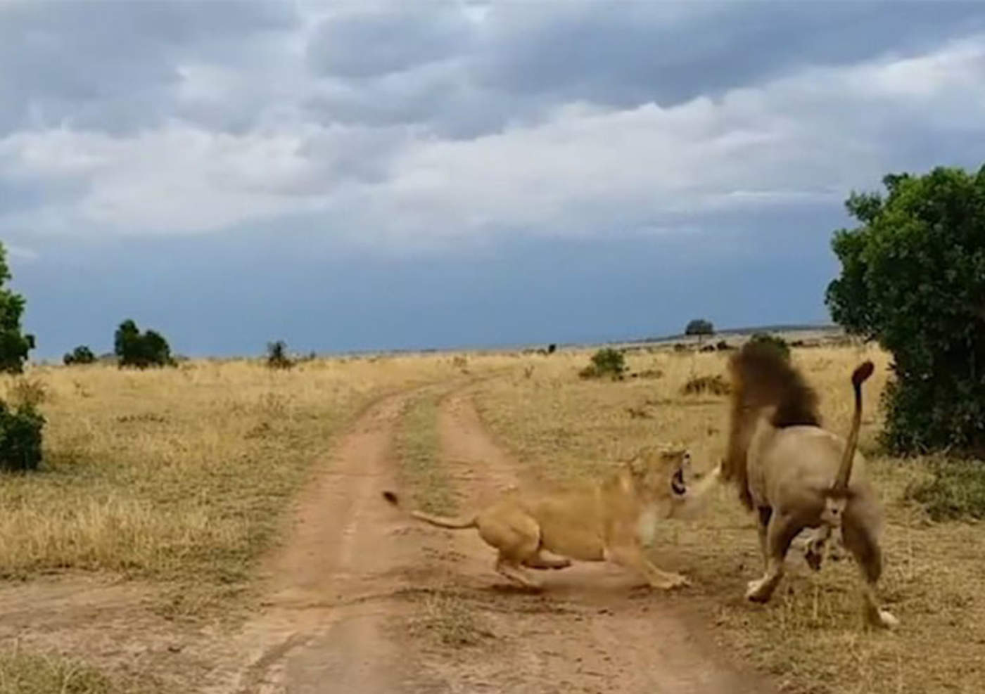 VIRAL: La reacción de una leona al ser despertada por su pareja
