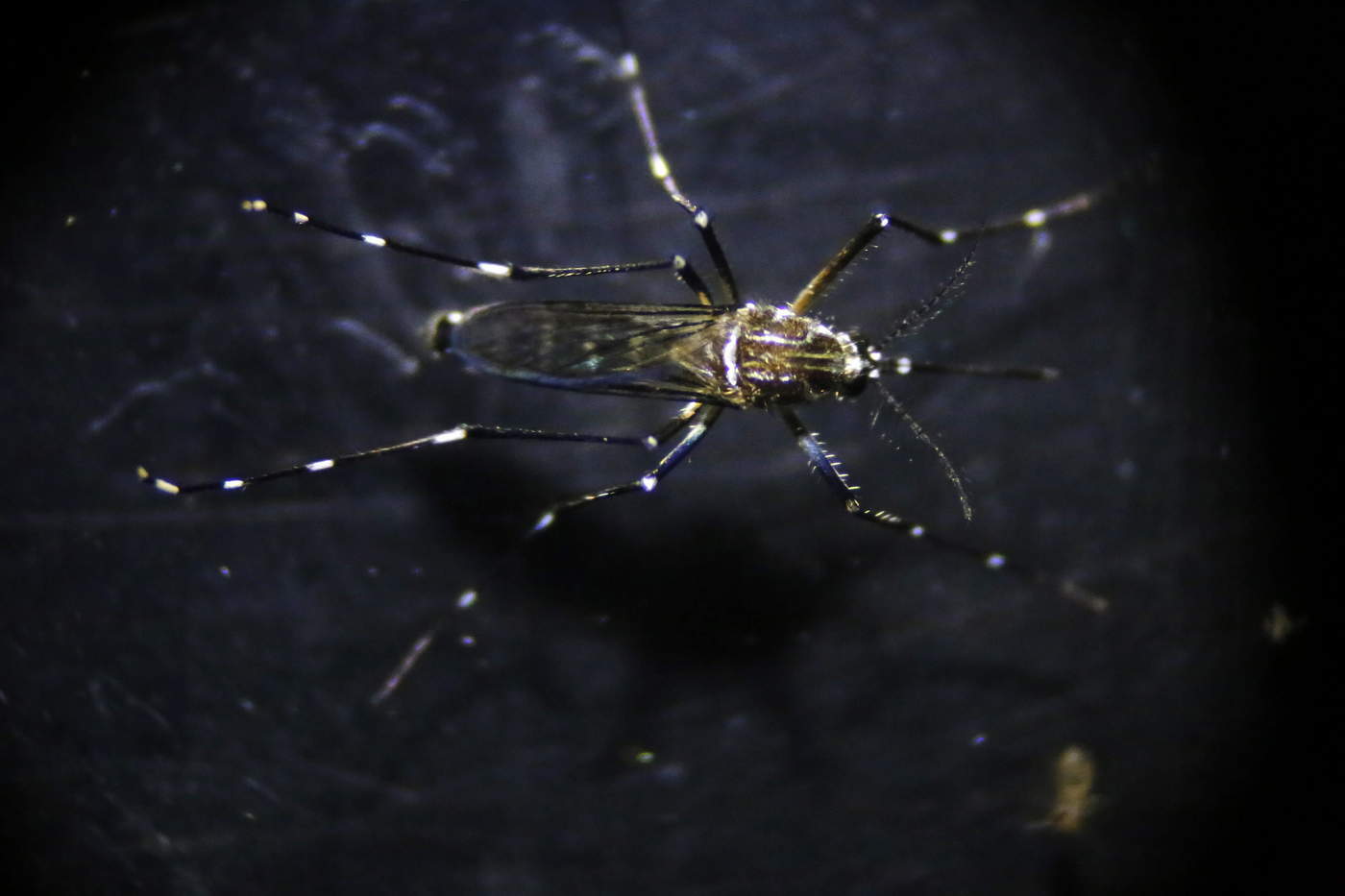 Descubren los genes que predicen la gravedad del dengue