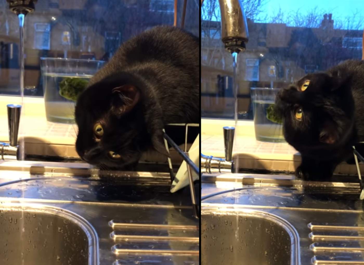 Encantador gato fascinado por el agua del grifo