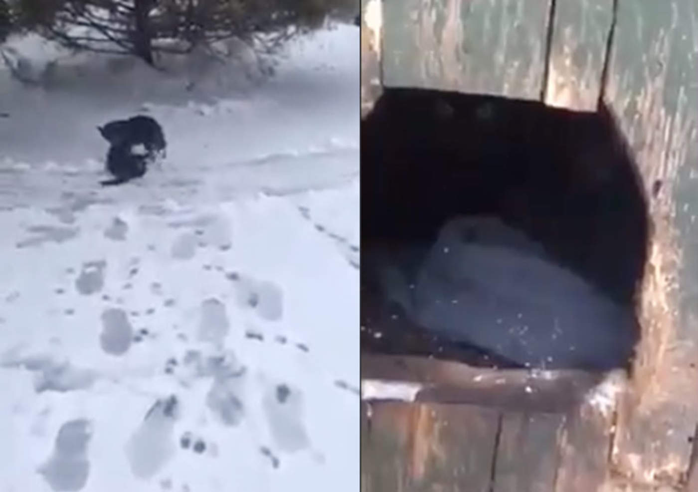 VIDEO: Perro rescata a gato del frío y lo lleva a su casa